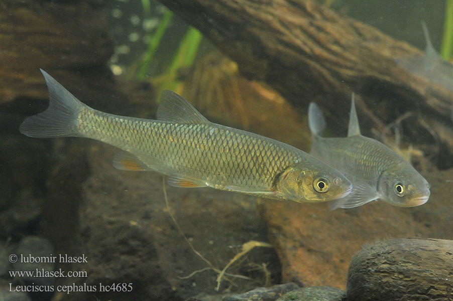 Leuciscus cephalus hc4685