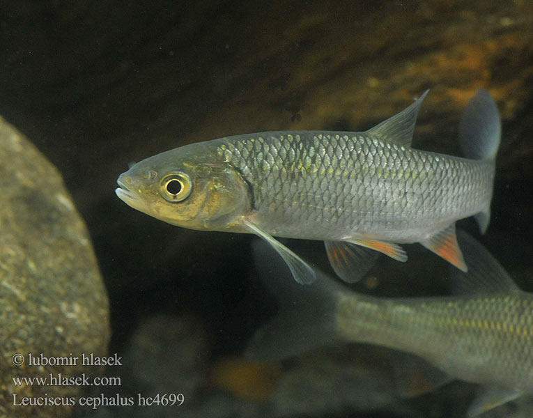 Leuciscus cephalus hc4699