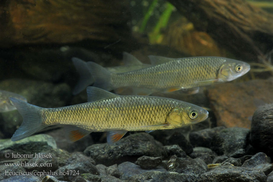 Leuciscus cephalus hc4724