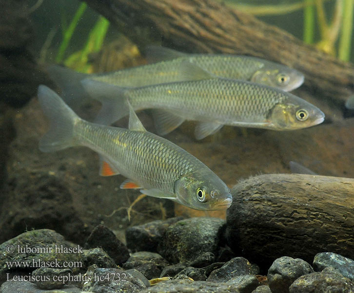 Leuciscus cephalus hc4732