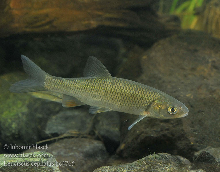 Leuciscus cephalus hc4765