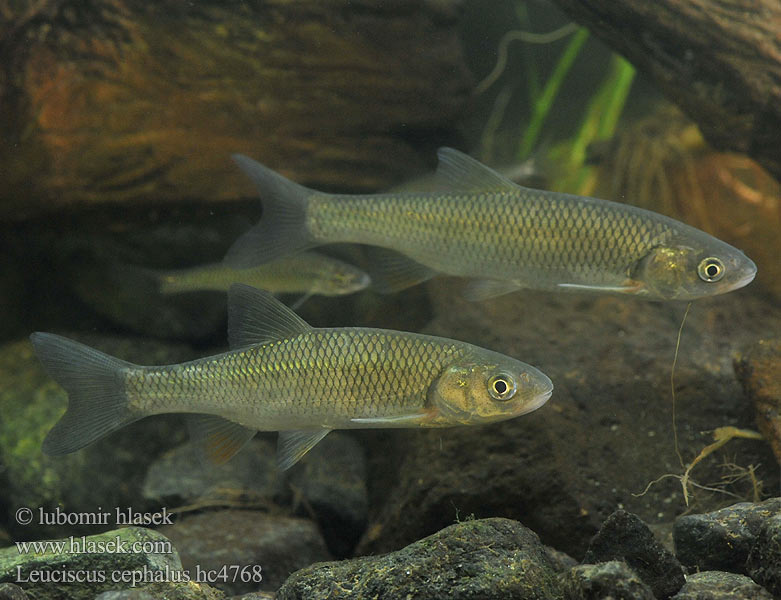 Leuciscus cephalus hc4768