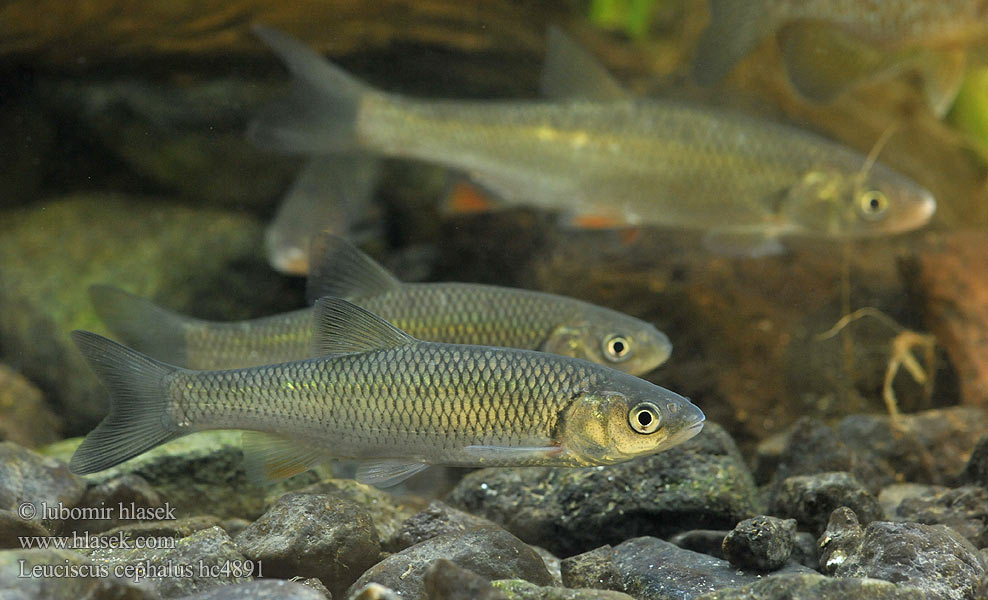 Leuciscus cephalus hc4883