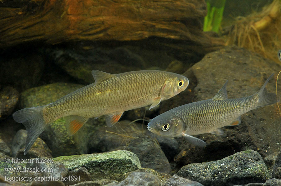 Leuciscus cephalus hc4891