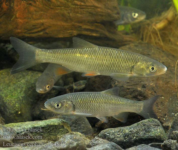 Leuciscus cephalus hc4895