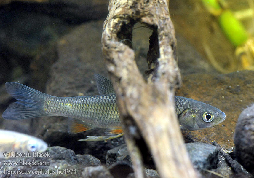 Chevesne Ёзь Turb Döbel Jelec tloušť Klijen Речен кефал Галавень Squalius cephalus Leuciscus European chub 歐鰱 Головень європейський Ak balık Голавль Turpa Jalec hlavatý Färna fisk Клен риба Klen Clean Kleń Mon·nhié Årbuk Stam チャブ Kopvoorn Речен клен Fejes domolykó Europinis šapalas Құсбас ქაშაპი