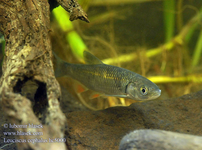 Döbel Jelec tloušť Klijen Речен кефал Галавень Squalius cephalus Leuciscus European chub 歐鰱 Головень європейський Ak balık Голавль Turpa Jalec hlavatý Färna fisk Клен риба Klen Clean Kleń Mon·nhié Årbuk Stam チャブ Kopvoorn Речен клен Fejes domolykó Europinis šapalas Құсбас ქაშაპი Chevesne Ёзь Turb