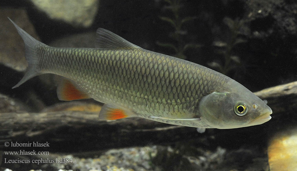 Jelec tloušť Klijen Речен кефал Галавень Leuciscus cephalus Squalius European chub 歐鰱 Головень європейський Ak balık Голавль Turpa Jalec hlavatý Färna fisk Клен риба Klen Clean Kleń Mon·nhié Årbuk Stam チャブ Kopvoorn Речен клен Fejes domolykó Europinis šapalas Құсбас ქაშაპი Chevesne Ёзь Turb Döbel