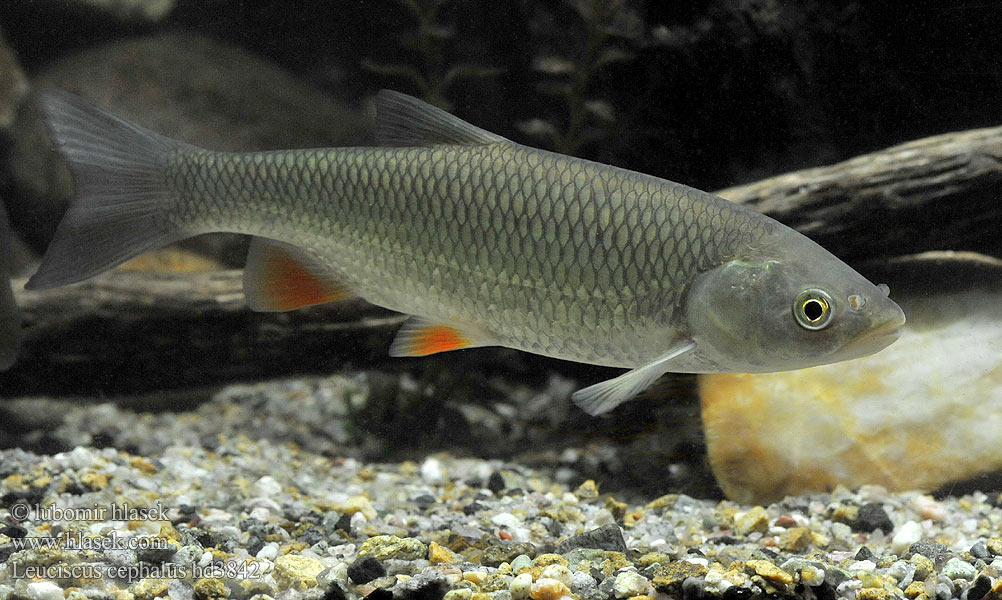 Klijen Речен кефал Галавень Leuciscus cephalus Squalius European chub 歐鰱 Головень європейський Ak balık Голавль Turpa Jalec hlavatý Färna fisk Клен риба Klen Clean Kleń Mon·nhié Årbuk Stam チャブ Kopvoorn Речен клен Fejes domolykó Europinis šapalas Құсбас ქაშაპი Chevesne Ёзь Turb Döbel Jelec tloušť