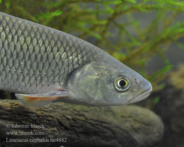 Jelec tloušť European chub Leuciscus cephalus Squalius 歐鰱 Головень європейський Ak balık Голавль Turpa Jalec hlavatý Färna fisk Клен риба Klen Clean Kleń Mon·nhié Årbuk Stam チャブ Kopvoorn Речен клен Fejes domolykó Europinis šapalas Құсбас ქაშაპი Chevesne Ёзь Turb Döbel Klijen Речен кефал Галавень