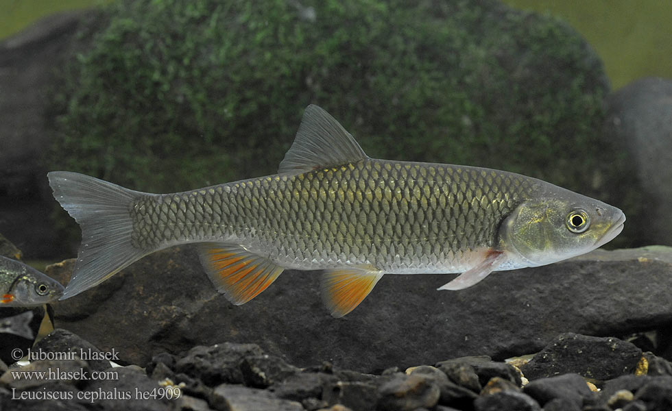 Leuciscus cephalus Squalius Jelec tloušť European chub 歐鰱 Головень європейський Ak balık Голавль Turpa Jalec hlavatý Färna fisk Клен риба Klen Clean Kleń Mon·nhié Årbuk Stam チャブ Kopvoorn Речен клен Fejes domolykó Europinis šapalas Құсбас ქაშაპი Chevesne Ёзь Turb Döbel Klijen Речен кефал Галавень