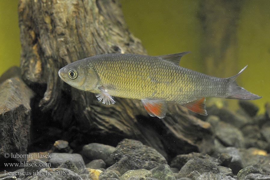 Rimte Ăптă ăктă Мъздруга Опто балыҡ Jelec jesen Jaź Jalec tmavý Aland Fisch Ido 高体雅罗鱼 Winde vis Ide Golden Orfe Язь Id fisk Säyne Јаз риба Jez riba Тэҥэли Leuciscus idus Vederbuk Jászkeszeg Paprastoji meknė Пӓрдӓш Сын Ақ қайран Ide mélanote Säinas