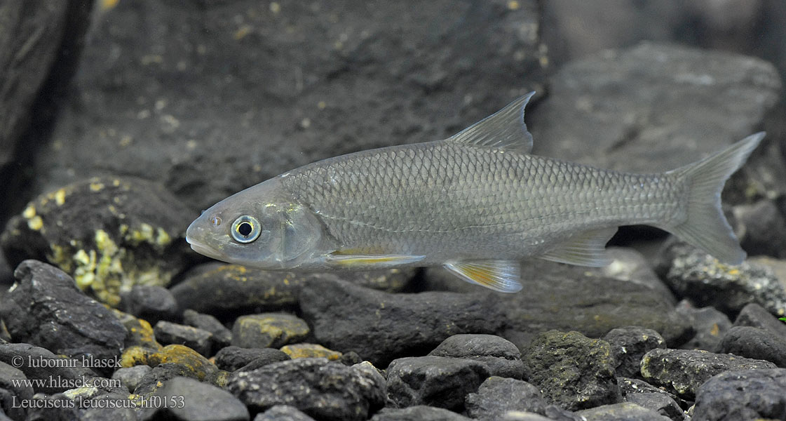 Common dace Jelec proudník Hasel Fisch Jelec europejski