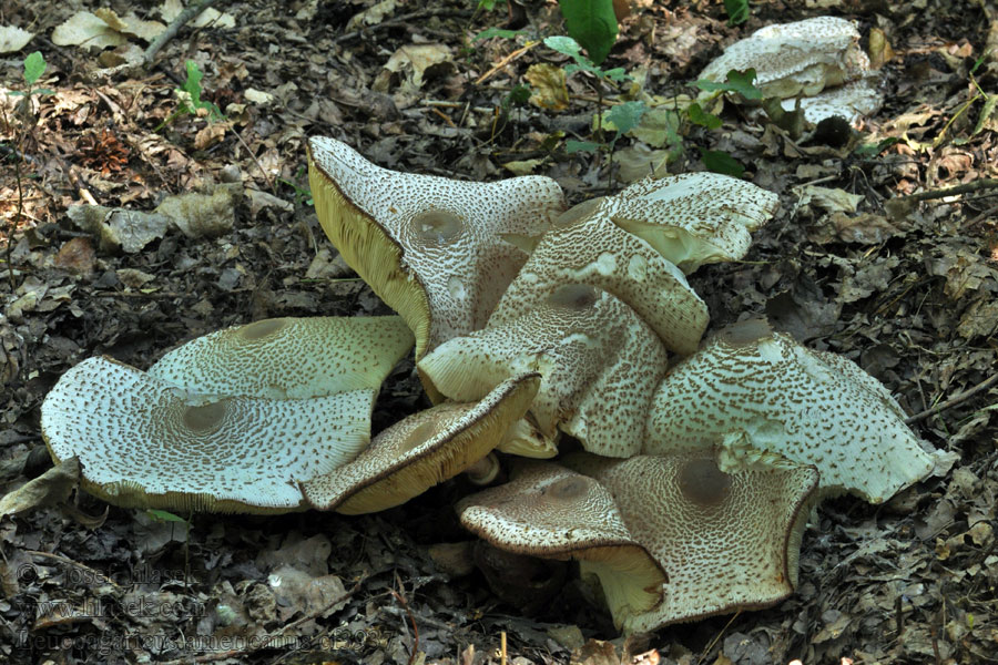 Leucoagaricus americanus Pieczareczka amerykańska Bedľovec Bresadolov