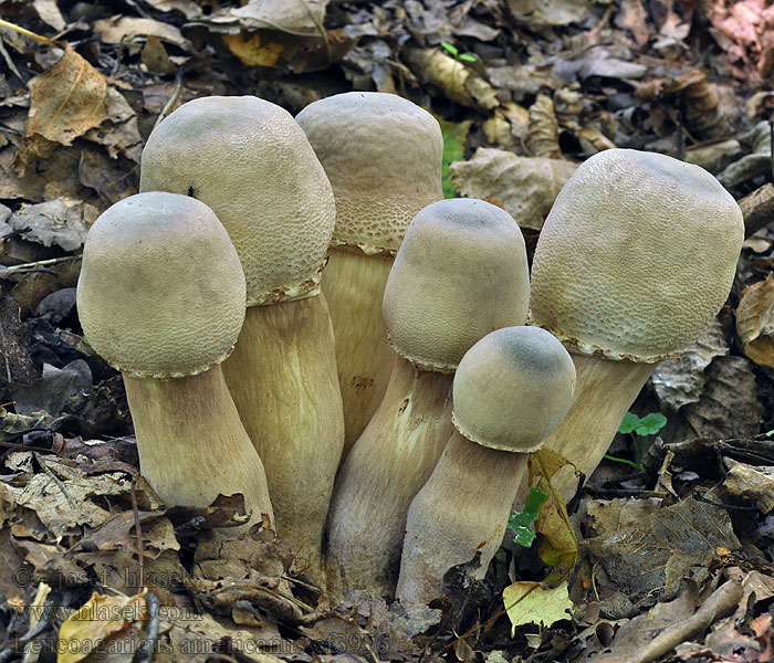 Leucoagaricus americanus Bedla Bresadolova