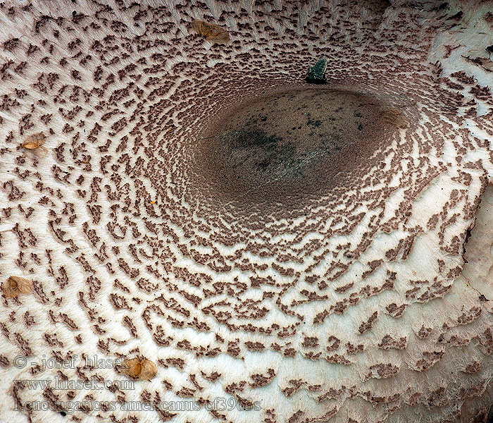 Leucoagaricus americanus Büschelige Egerlingsschirmpilz Gebundelde champignonparasol