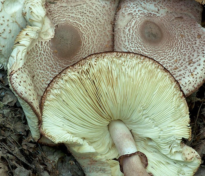 Leucoagaricus americanus Rødmende foldebladsvamp Rodnande veckskivling