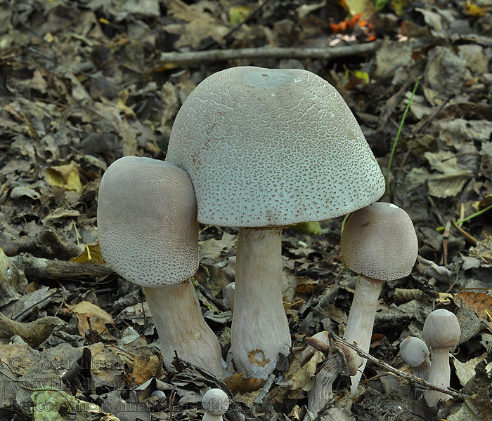 Leucoagaricus americanus Lépiote d'Amérique Белошампиньон зонтик американский