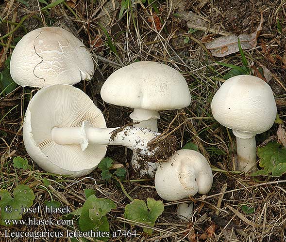 Leucoagaricus leucothites DK: Rosabladet silkehat NL: Blanke champignonparasol HU: Tarló őzlábgomba DE: Rosablättriger Champignon-Schirmling PL: czubówka biała CZ: bedla zardělá