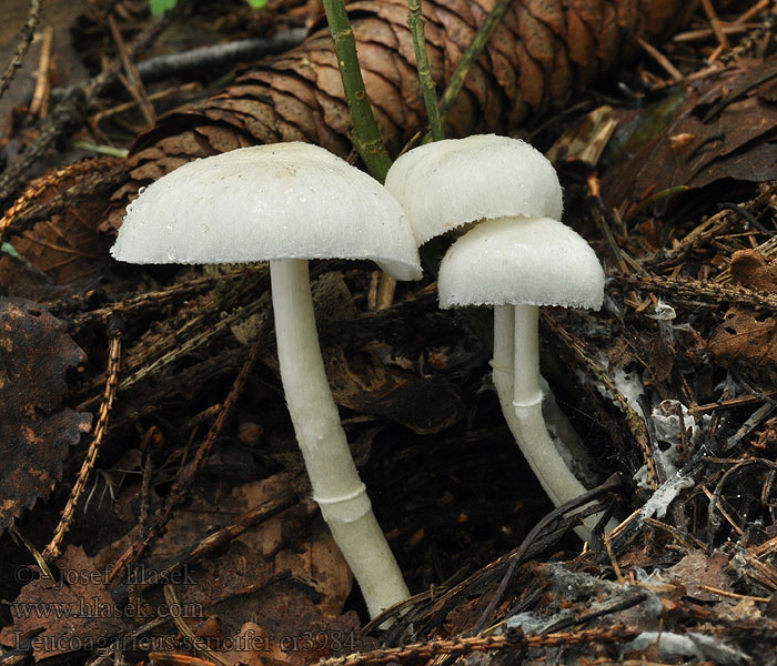 Leucoagaricus sericifer Bedla hedvábitá Zijdechampignonparasol