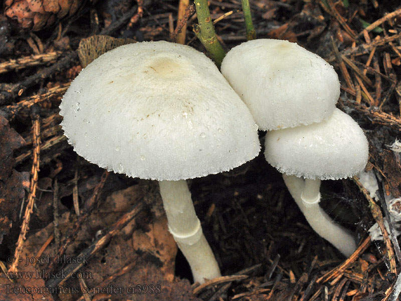 Leucoagaricus sericifer Bedlica hodvábitá Silkesvit spånskivling