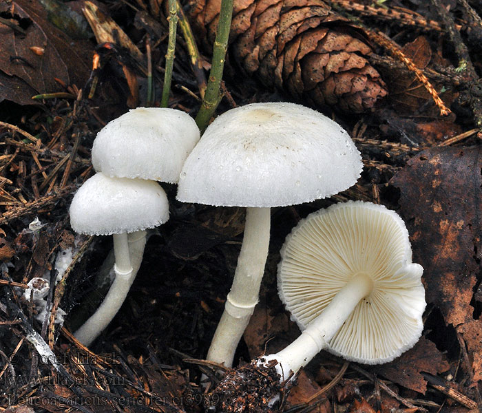 Bedla hedvábitá Leucoagaricus sericifer