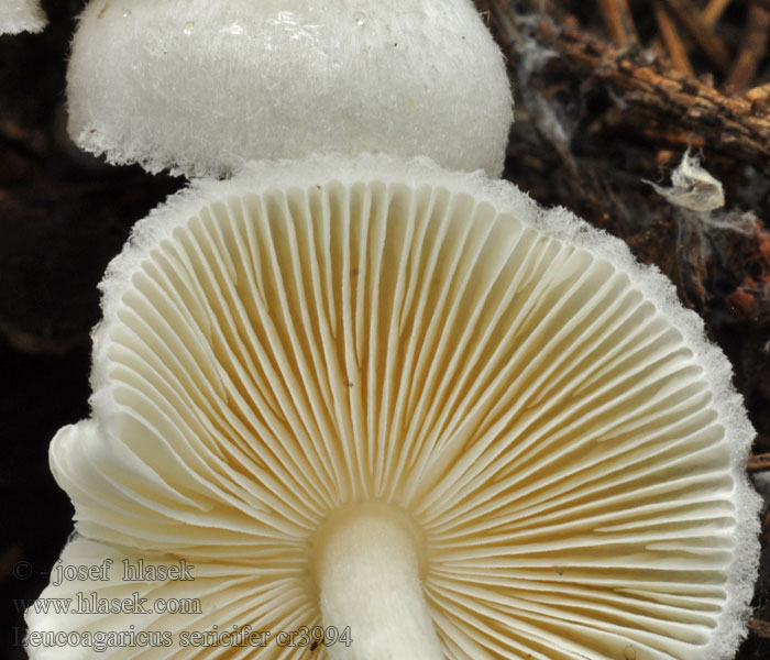 Bedlica hodvábitá Leucoagaricus sericifer