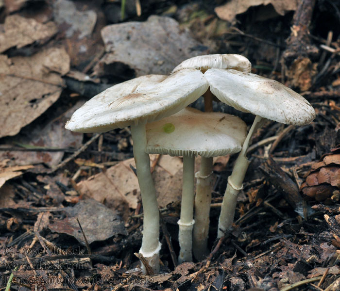 Silkesvit spånskivling Leucoagaricus sericifer