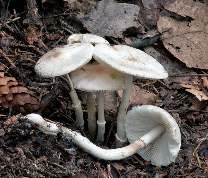 Leucoagaricus sericifer