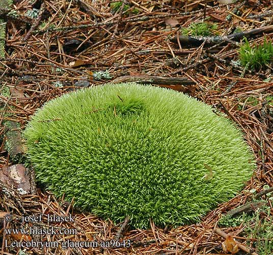 Leucobryum glaucum Weißmoos Weissmoos Bielistka siwa Bielomach sivý