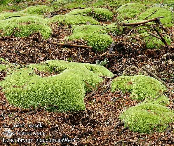 Leucobryum glaucum Bělomech sivý Blåmossa Левкобриум Леукобриум сизый