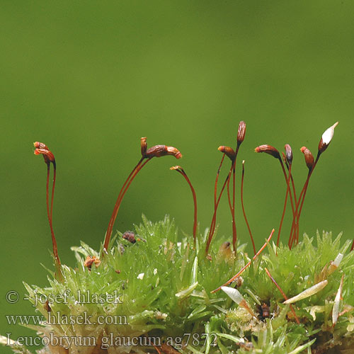 Leucobryum glaucum Левкобриум Леукобриум сизый White cushion moss