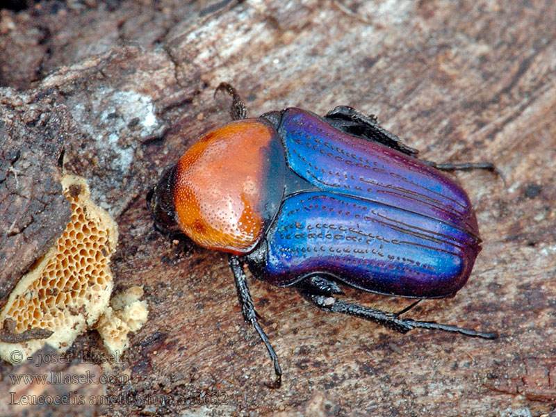 Leucocelis amethystina