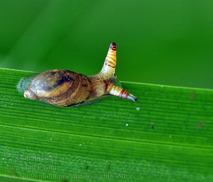 Saugwurm Przywra Leucochloridium macrostomum Motolice podivná Green-banded broodsac Лейкохлоридий парадоксальный