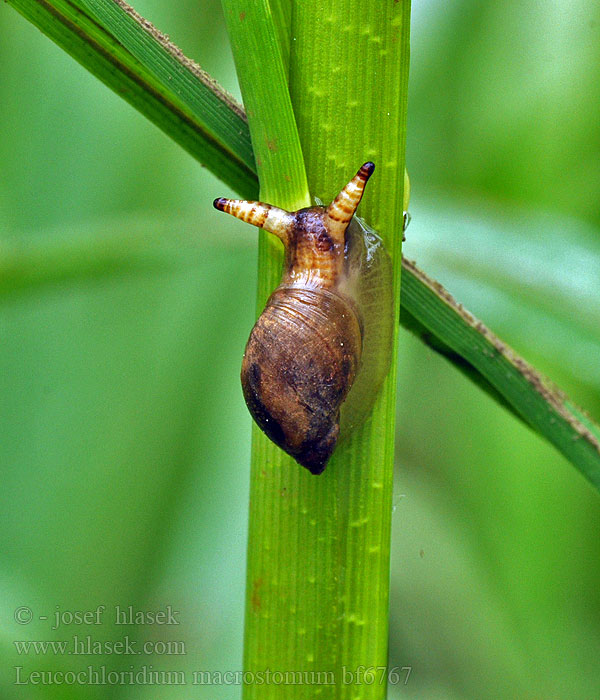 Motolice podivná Green-banded broodsac Лейкохлоридий парадоксальный Saugwurm Przywra Leucochloridium macrostomum