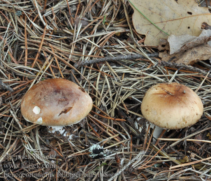 Leucocortinarius bulbiger Cortinarius Bleksporig spindling