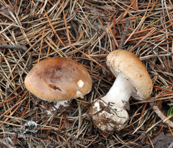 Leucocortinarius bulbiger bm9169