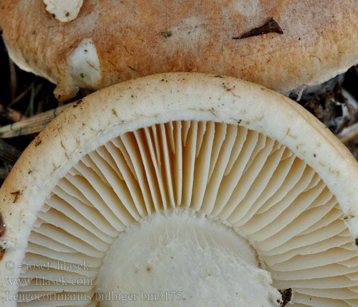 Leucocortinarius bulbiger bm9175