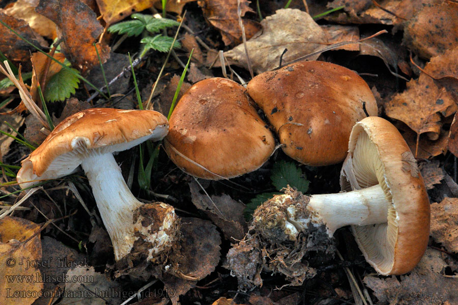 Leucocortinarius bulbiger Белопаутинник луковичный