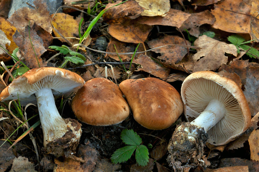 Leucocortinarius bulbiger Csalóka álpókhálósgomba