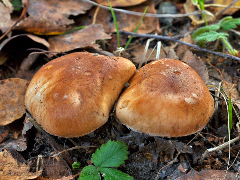 Leucocortinarius bulbiger