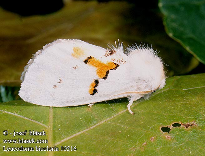 Leucodonta bicoloria Hbetozubec dvoubarv Weisser Zahnspinner