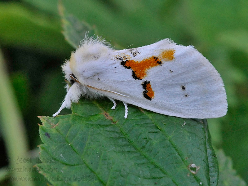 White Prominent Chochlatka dvojfarebná Хохлатка двухцветная