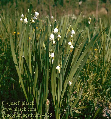 Leucojum aestivum Summer giant snowflake Sommer-Hvidblomme