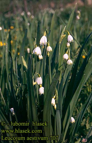 Leucojum aestivum hvid blomme Kevätkellojen Nivéole d'été