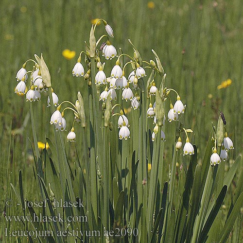 Leucojum aestivum Spätblühende Knotenblume Śnieżyca letnia