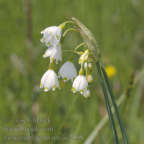 Leucojum aestivum bledule letní Sommarsnöklocka Белоцветник летний