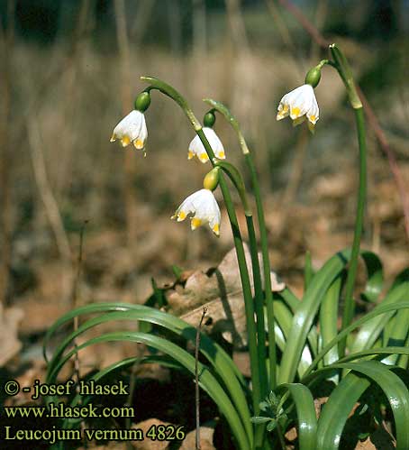 Leucojum vernum Spring snowflake Dorotealilje Kevätkello