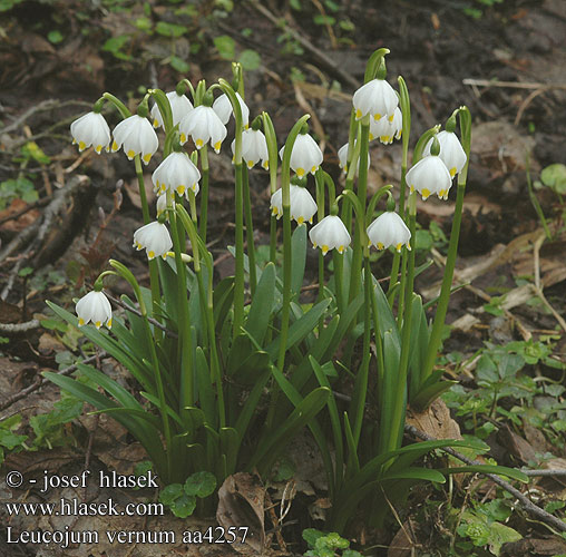 Leucojum vernum Nivéole printemps Lenteklokje Campanelle comuni