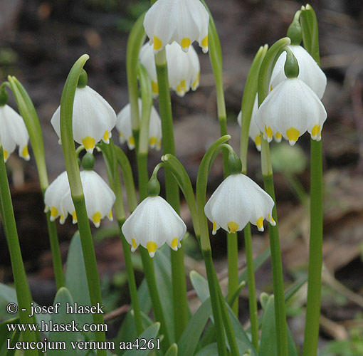 Leucojum vernum Frühlings-Knotenblume Grosses Schneeglöckchen Märzenglöckchen